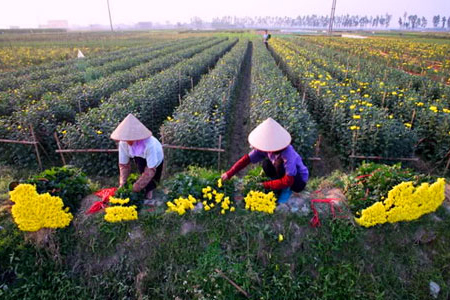 Hanoi Villages - Craft, Ancient, Flower Villages