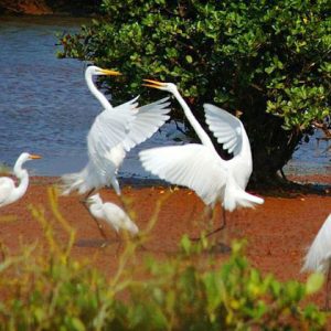 Fauna in Xuan Thuy National Park