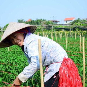 Local Flower Farm in Dong Ngac